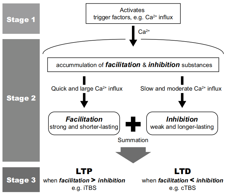 Proposed mechanisms of?action of?theta burst stimulation